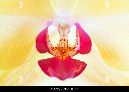 Extreme Nahaufnahme einer Blüte einer gelben Orchidee - selektiver Fokus Stockfoto