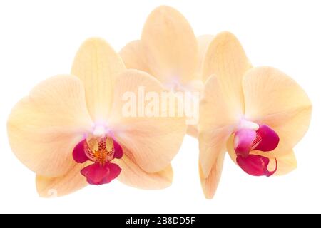 Extreme Nahaufnahme der Blüte einer gelben Orchidee - selektiver Fokus - isoliert auf weißem Hintergrund Stockfoto