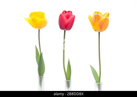 Drei Tulpen in Rot, Orange und Gelb in drei Vasen aus Glas - isoliert auf weißem Hintergrund Stockfoto