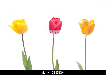 Drei Tulpen in rot, orange und gelb - isoliert auf weißem Hintergrund - isoliert auf weißem Hintergrund Stockfoto