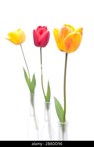 Drei Tulpen in Rot, Orange und Gelb in drei Vasen aus Glas - isoliert auf weißem Hintergrund Stockfoto