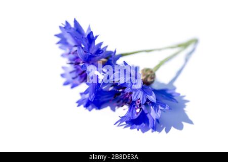 Blaue Kornblume isoliert auf weißem Grund Stockfoto