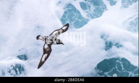 Cape Petrels ' Daption Capense ' fliegen in der antarktis Stockfoto