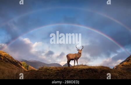 Ein schottischer Rotwild-Hirsch, der in die Kamera schaut, im schottischen Hochland mit einem doppelten Regenbogen über dem Hirsch aufgenommen. In der Nähe von Glencoe Scotland aufgenommen. Stockfoto