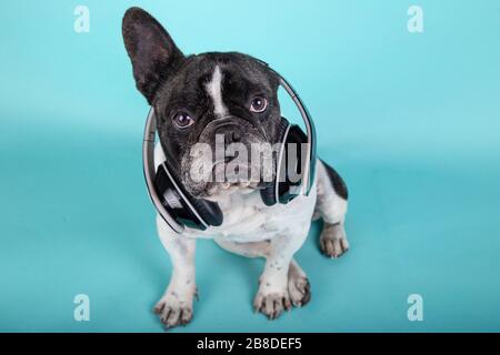 Lustiger Hund französischer Bulldog sitzt mit einem Blick auf die Kamera mit Kopfhörern auf blauem Hintergrund Foto von oben.Technologie und Musik Stockfoto