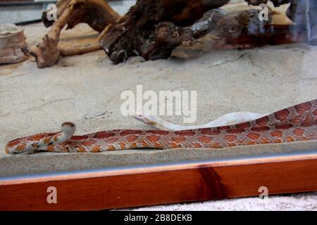 Reptilien im zoologischen Park Stockfoto