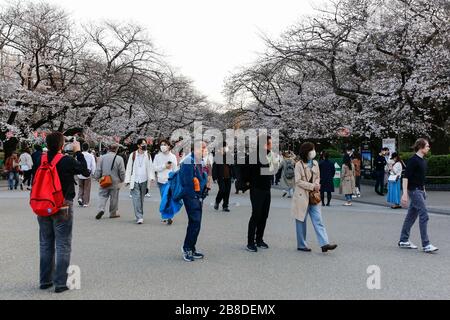 Tokio, Japan. März 2020. Die Menschen versammeln sich, um die Kirschblüten im Ueno Park zu sehen. Schilder, die auf traditionelle Hanami-Trinkfeiern verzichten sollen, werden im Ueno-Park in Tokio, einem der beliebtesten Hanami-Orte inmitten der neuen Coronavirus-COVID-19-Pandemie, ausgestellt. Credit: Rodrigo Reyes Marin/ZUMA Wire/Alamy Live News Stockfoto