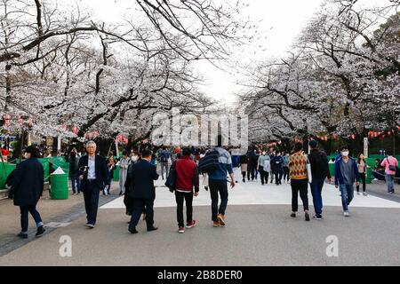 Tokio, Japan. März 2020. Die Menschen versammeln sich, um die Kirschblüten im Ueno Park zu sehen. Schilder, die auf traditionelle Hanami-Trinkfeiern verzichten sollen, werden im Ueno-Park in Tokio, einem der beliebtesten Hanami-Orte inmitten der neuen Coronavirus-COVID-19-Pandemie, ausgestellt. Credit: Rodrigo Reyes Marin/ZUMA Wire/Alamy Live News Stockfoto