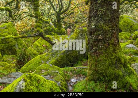 Wistmans Wood, ein verblüfftes Eichenholz in der Nähe von zwei Brücken auf Dartmoor, glaubte Hunderte von Jahren alt zu sein Stockfoto