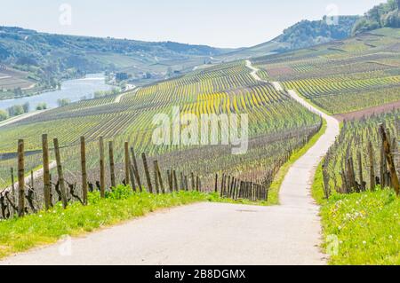 Weg zwischen den Weinbergen von Machtum in der Moseltal Weinregion Luxemburg, mit Feldern überall und Deutschland am anderen Ufer Stockfoto