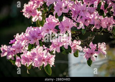 Frühlingsgefühle mit Sonne leuchteten rosafarbene Rhodendron-Präacox-Blumen Stockfoto