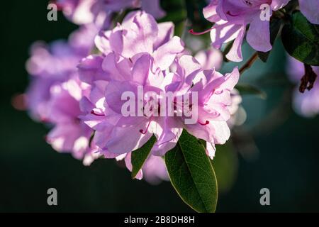 Frühlingsgefühle mit Sonne leuchteten rosafarbene Rhodendron-Präacox-Blumen Stockfoto