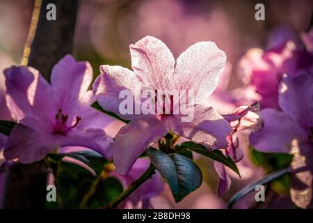 Frühlingsgefühle mit Sonne leuchteten rosafarbene Rhodendron-Präacox-Blumen Stockfoto