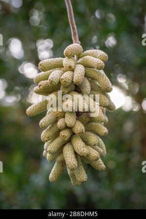 Corylus avellana 'Kontorta'. Catkins der Corkscrew Hazel im Februar, Bayern, Deutschland, Europa Stockfoto