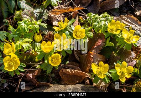 Gelbe Blumen des Winter-Akoniten, Erantthis hyemalis, Bayern, Deutschland, Europa Stockfoto