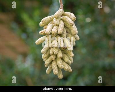 Corylus avellana 'Kontorta'. Catkins der Corkscrew Hazel im Februar, Bayern, Deutschland, Europa Stockfoto