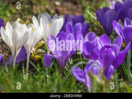 Krokusse (Crocus sp.), violette Blumen im Frühling, Bayern, Deutschland, Europa Stockfoto