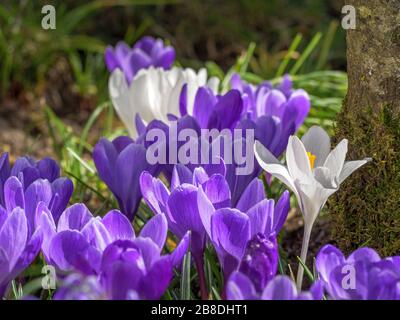 Krokusse (Crocus sp.), violette Blumen im Frühling, Bayern, Deutschland, Europa Stockfoto