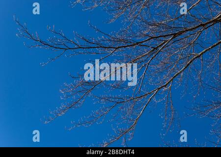 Äste eines Buchenbaus mit kleinen Knospen im Frühjahr gegen einen blauen Himmel Stockfoto