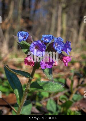 Gewöhnliches Lungwort (Pulmonaria officinalis), Blüte, Bayern, Deutschland, Europa Stockfoto