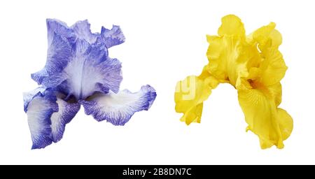 Irisblumen in blauer und gelber Farbe isoliert auf weißem Hintergrund. Set aus zwei schönen Irienen. Stockfoto