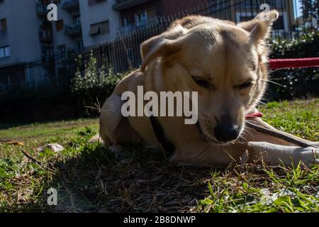 Rom Italien. Ein Mischling Hund spielt im Park kostenlos, jagt den Ball, packt es und bringt es wieder zurück. Stockfoto