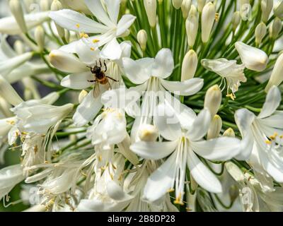 Nahaufnahme der Biene, die weiße Agapanthusblüten bestäubt. Stockfoto