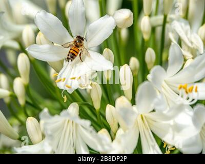 Nahaufnahme der Biene, die weiße Agapanthusblüten bestäubt. Stockfoto