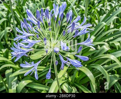 Nahaufnahme der schönen blauen Agapanthusblume. Stockfoto