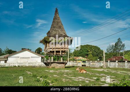 Traditionelle Holzkonstruktion von Fataluku-Menschen in Lospalos, Lauten. Timor Leste (Osttimor). Kuh liegend. Stockfoto