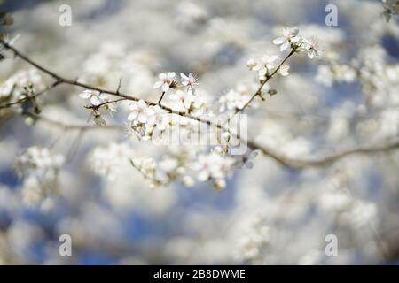 Nahaufnahme der weißen zarten Wildkirschblüte Stockfoto