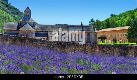 Die romanische Zisterzienserabtei Notre Dame von Senanque aus dem 12. Jahrhundert, in blühenden Lavendelfeldern der Provence Stockfoto