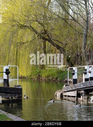 Blick auf den Canal Grande Grand Union in Berkhamsted, Hertfordshire, Großbritannien. Fotografiert an einem angenehmen Nachmittag im Frühjahr. Stockfoto