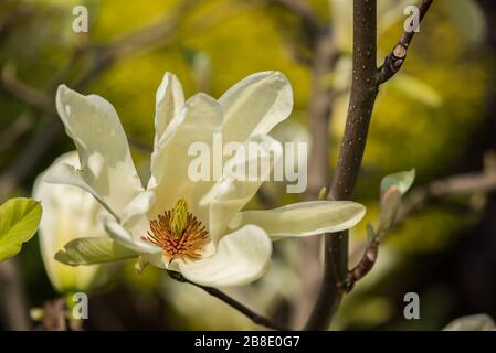 Magnolia 'Elizabeth' Stockfoto