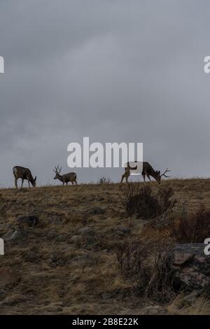 Mule Deer Bucks im Rocky Mountain National Park. Estes Park, Colorado Stockfoto