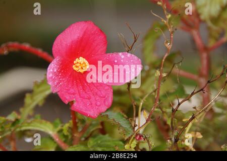 ROSAFARBENE BLUMEN. AN DEN KRONBLÄTTERN BEFINDEN SICH EINIGE WASSERTROPFEN. Stockfoto
