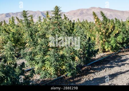 USA, Nevada, Lyon County, Legal Industrial Hemp Cannabis Sativa Low-THC, High CBD Smokable Blume lila Knospen weiblich Stockfoto