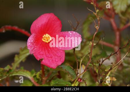 ROSAFARBENE BLUMEN. AN DEN KRONBLÄTTERN BEFINDEN SICH EINIGE WASSERTROPFEN. Stockfoto