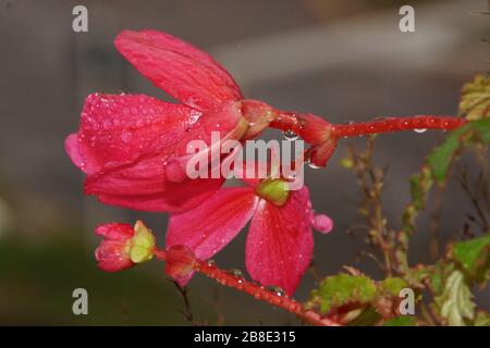 ROSAFARBENE BLUMEN. AN DEN KRONBLÄTTERN BEFINDEN SICH EINIGE WASSERTROPFEN. Stockfoto