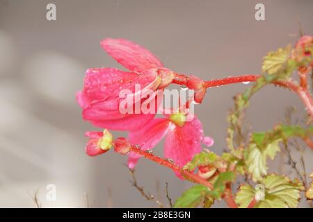 ROSAFARBENE BLUMEN. AN DEN KRONBLÄTTERN BEFINDEN SICH EINIGE WASSERTROPFEN. Stockfoto