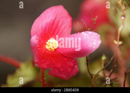 ROSAFARBENE BLUMEN. AN DEN KRONBLÄTTERN BEFINDEN SICH EINIGE WASSERTROPFEN. Stockfoto