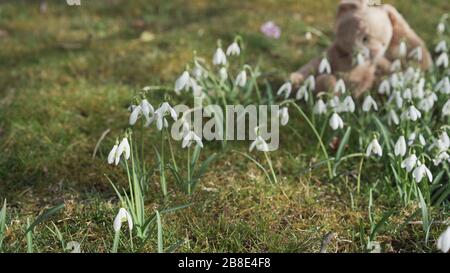 Plüschbrötchen oder Osterhase sitzt in grünem Gras mit weißen Schneeglöckchen und Moos im Garten mit verschwommenem Hintergrund. Selektiver Fokus. Stockfoto