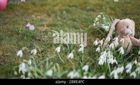 Süßes Häschen sitzt in grünem Gras mit weißen Schneefällen und Moos im Garten mit pinkfarbener Kugel im verschwommenen Hintergrund. Selektiver Fokus. Stockfoto