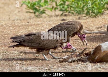 Hooded Vulture (Necrosyrtes monachus) Two at the Carcass of a Dead Goat, Gambia. Stockfoto
