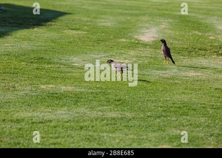 Myna Vogel Acridotheres Tristis auf einem Hintergrund des grünen Grases Starling Myna mynah grünes Gras Stockfoto