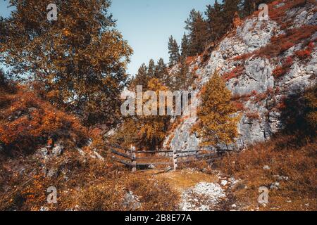 Eine atemberaubende Herbstlandschaft in den Altai-Bergen mit vergilbten Birken und Gras-Cliffy-Hang mit Kiefern und einer alten Holzhecke als Viehzaun Stockfoto