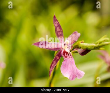 Atemberaubende, einfache Nahaufnahme einer Spider Orchideenblume an einem Stamm, vor einem verschwommenen grünen Hintergrund. Stockfoto