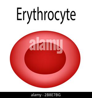 Die Struktur der roten Blutkörperchen. Erythrozyten-Blutzelle. Die Struktur der Erythrozyten. Infografiken. Vektorgrafiken auf isoliert Stock Vektor