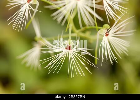 Interessante Orchideenblüten mit weißem Spinne und olivgrünem, verschwommenem Hintergrund. Stockfoto