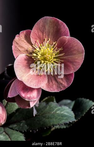 Ansprechende Nahaufnahme von Pink Frost Hellebore Flower mit Yeloow Stamen Burst und grünen Blättern auf schwarzem Hintergrund. Stockfoto